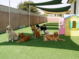 doggy day care in upminster